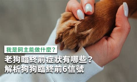 狗狗死後|老狗臨終前症狀有哪些？專家解析狗狗臨終前的6個信。